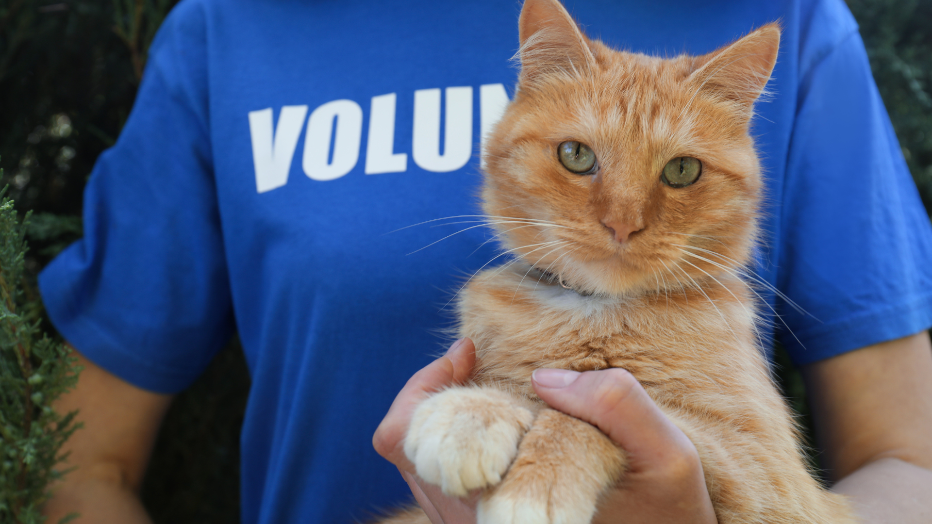 Volunteer with homeless cat animal shelter, closeup