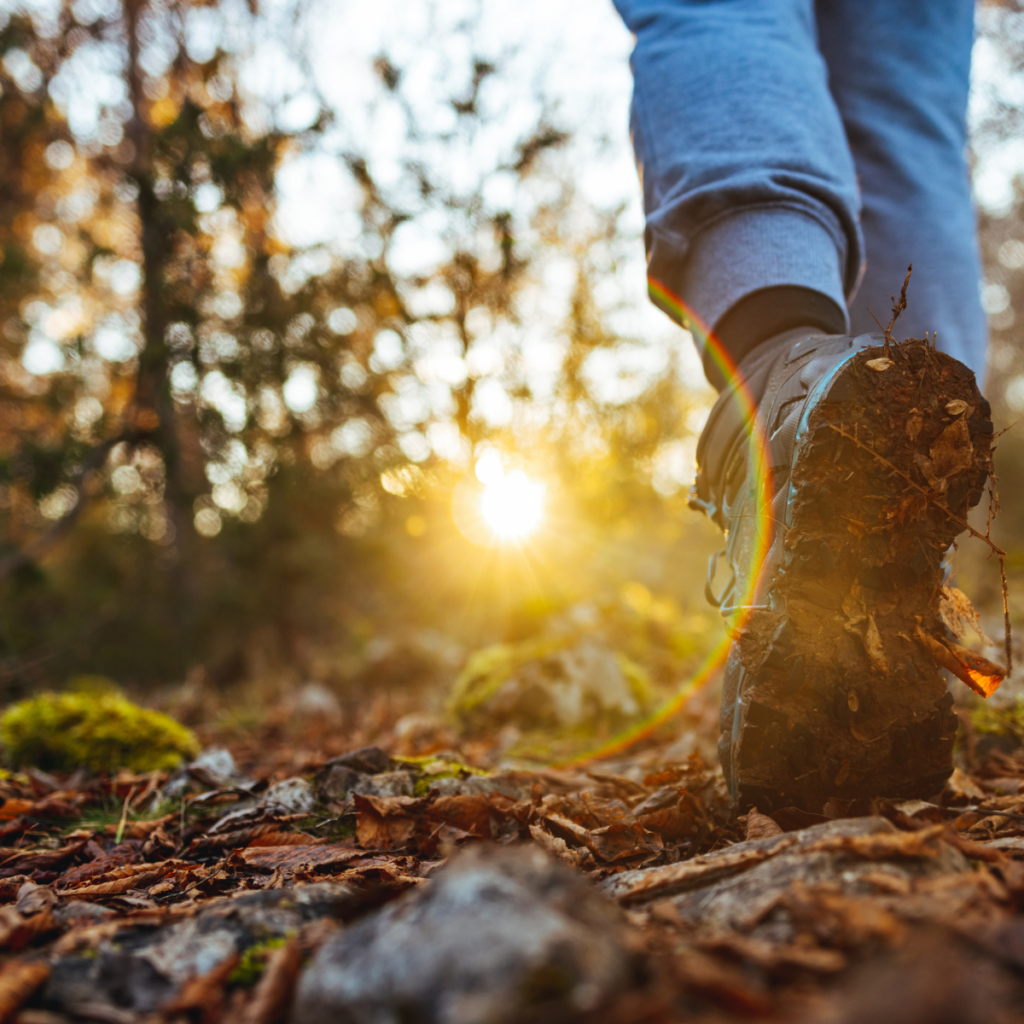 Walk through the forest